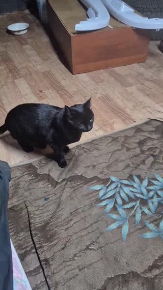 На Жигура найдена чёрная кошка!